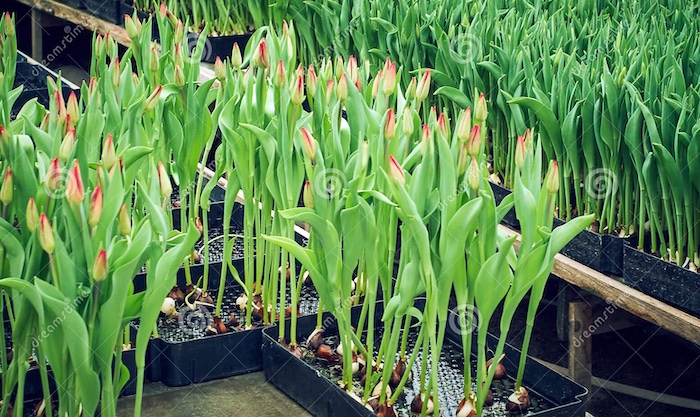 can hydroponic tulips be planted in the soil