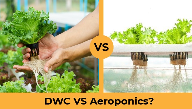aeroponics vs dwc