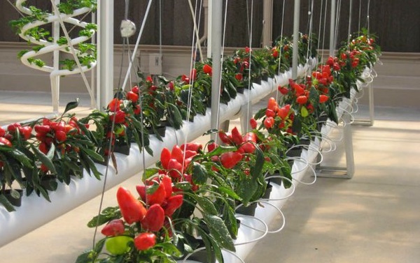 can hydroponics grow hot pepper