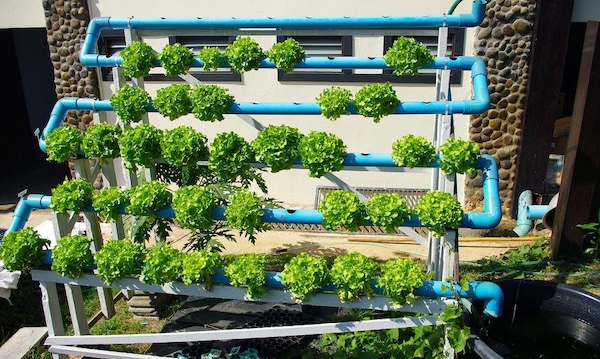 can hydroponics grow outdoors