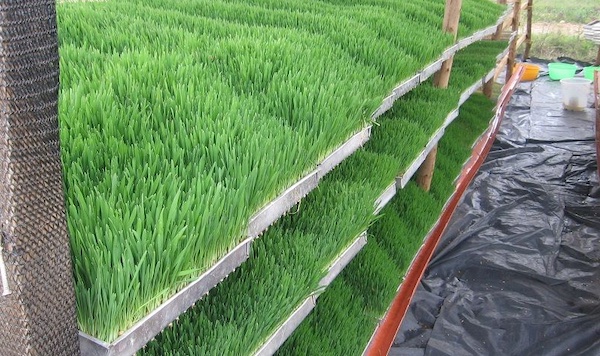 can hydroponics grow wheat