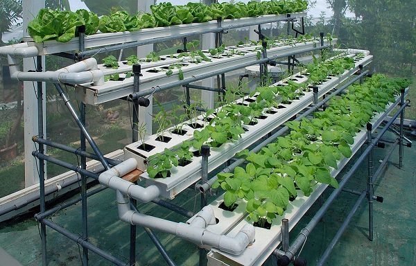 how to ebb and flow hydroponics work