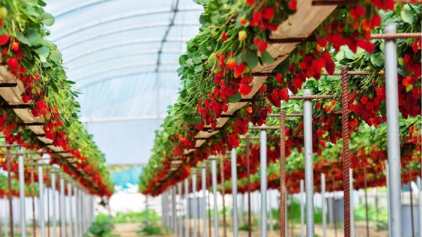 hydroponic strawberries vs organic strawberries