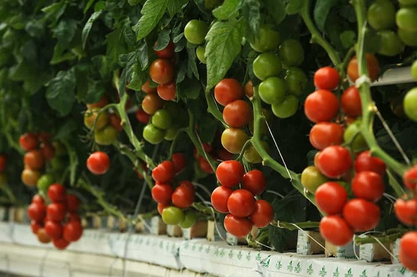 hydroponic tomatoes not ripening